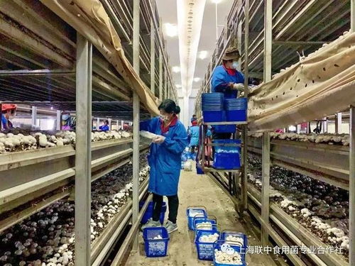 决战60余日夜 战疫大考中的金山民企餐饮服务力量